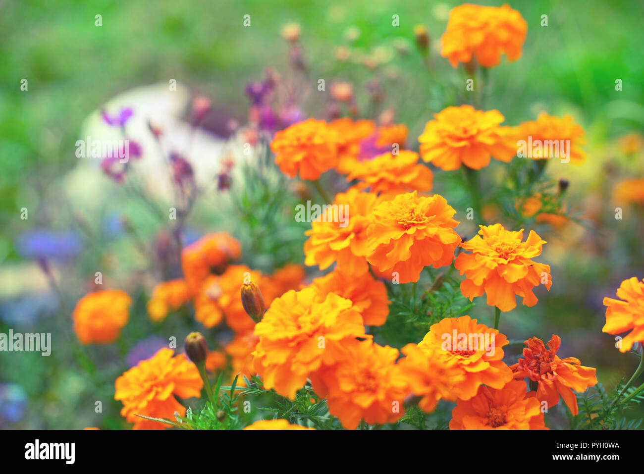 Autunno fiori arancione sul terreno tagetis fiorisce in una fila. Anni di piante naturali messa a fuoco selettiva sfondo sfocato Foto Stock