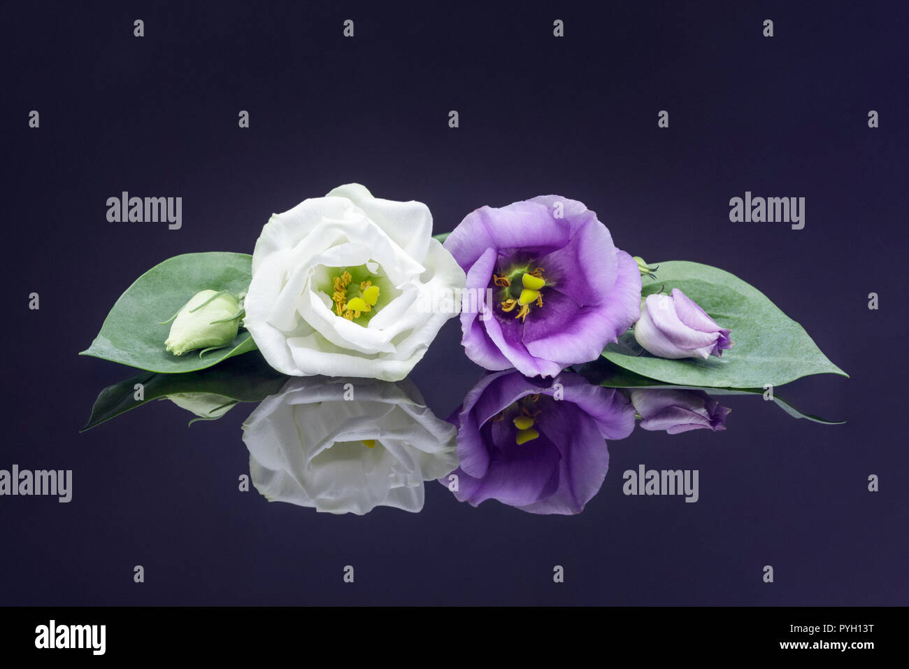 Bianco e viola Lisianthus fiorisce Foto Stock