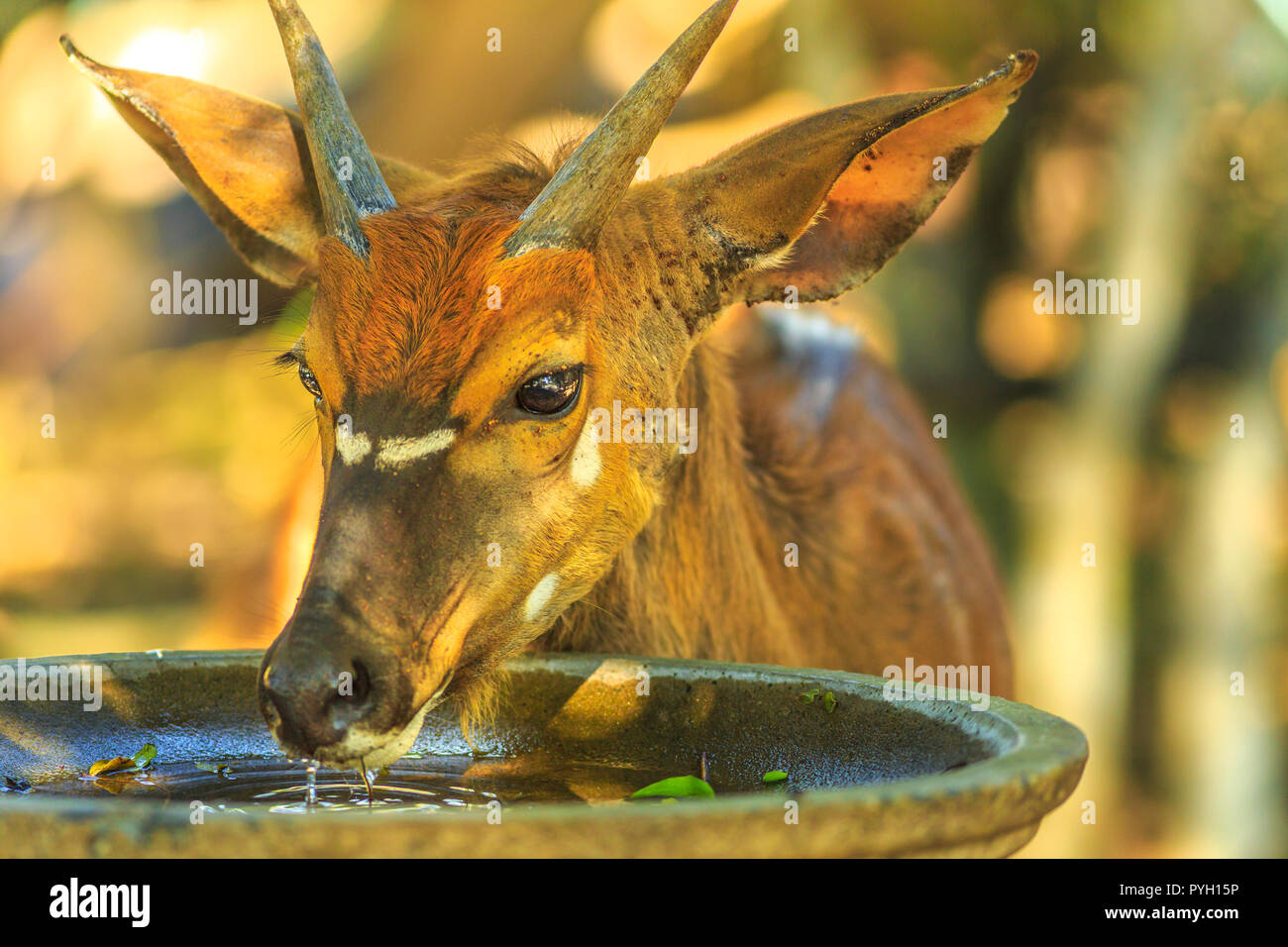 Primo piano del giovane maschio di Nyala, una specie di antilope, bevande acqua in Tembe Elephant Park, Sud Africa. Game Drive safari. Tragelaphus Angasii specie. Vista frontale. Foto Stock