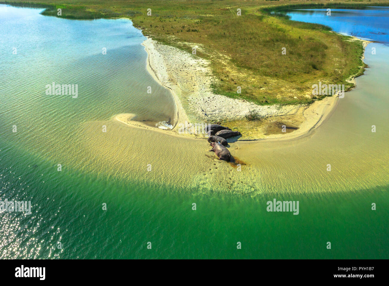 Vista aerea della South African ippopotamo famiglia. Cape ippopotamo dormire su di una spiaggia di St Lucia Estuary in iSimangaliso Wetland Park, Sud Africa. New Scenic 5 posti volo turistico. Foto Stock