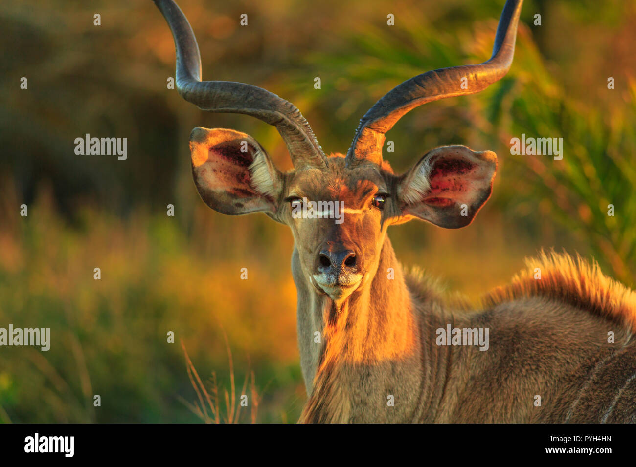 Vista frontale del ritratto maschile di maggior kudu, una specie di antilope alla luce del tramonto. Game Drive safari in iSimangaliso Wetland Park, Sud Africa. Tragelaphus Strepsiceros specie. Foto Stock