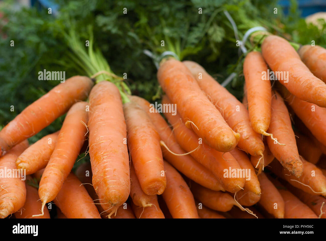 Un mazzetto di fresco, materie, Arancione carote con verde Foto Stock