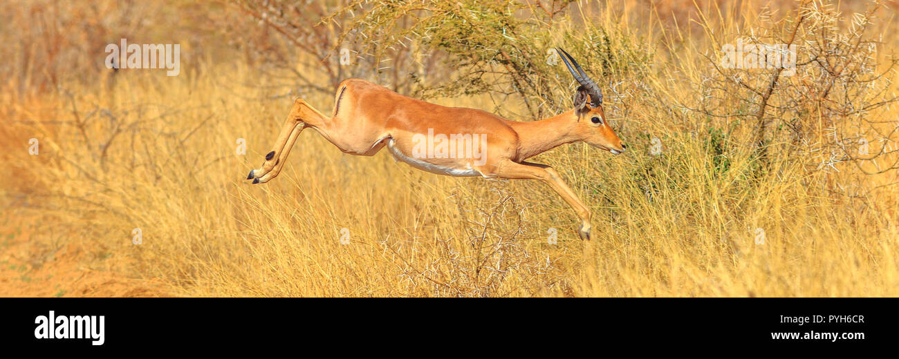 Panorama di giovani Impala maschio o Melampus, Aepyceros melampus, saltando a Savannah. Parco Nazionale di Pilanesberg, Sud Africa. La stagione secca. Vista laterale. Copia dello spazio. Foto Stock