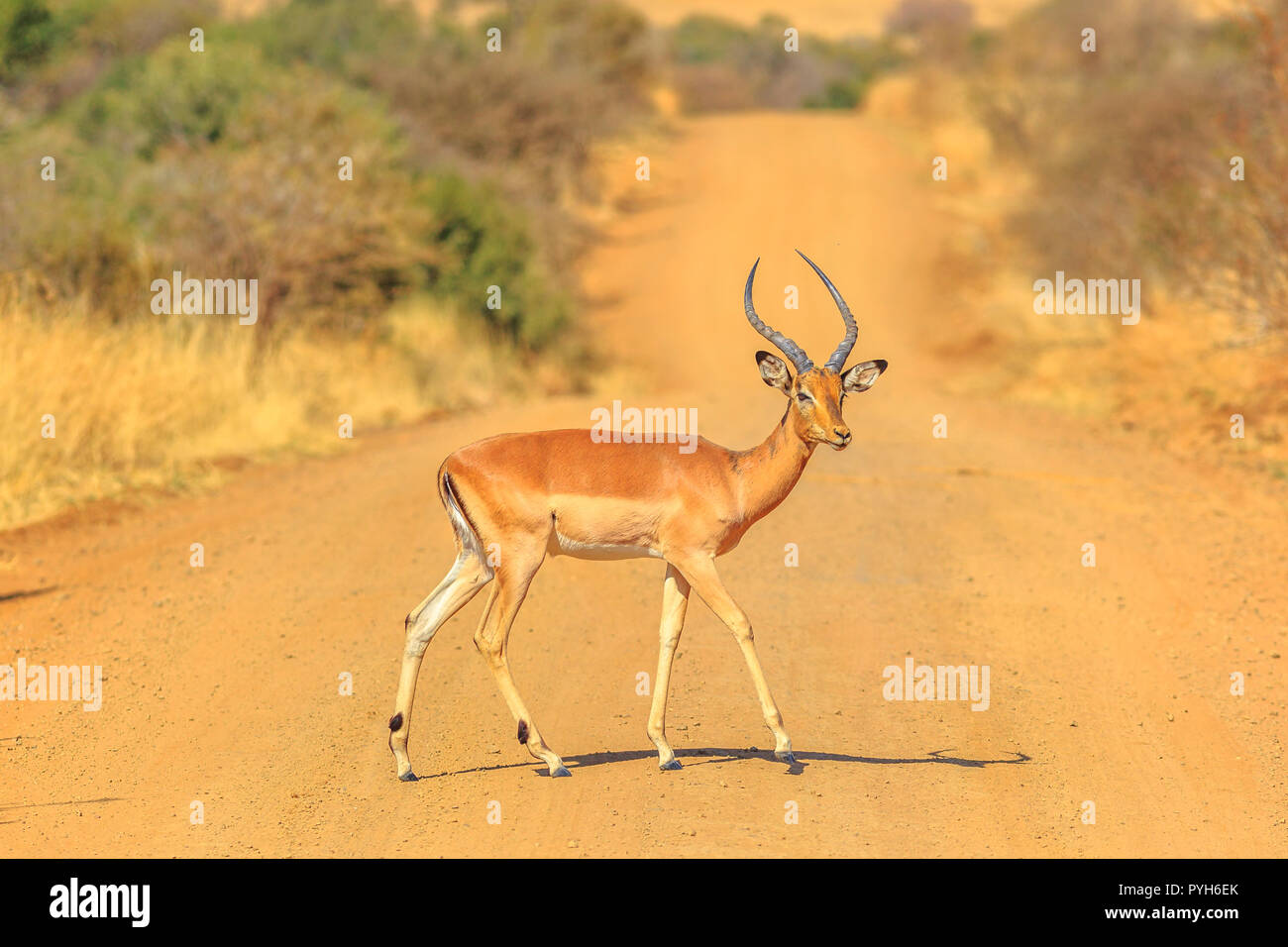 Il maschio della impala, Aepyceros melampus, attraversare una strada di ghiaia nel Parco Nazionale di Pilanesberg, stagione secca, Sud Africa. Vista laterale. Spazio di copia con sfondo sfocato. Foto Stock