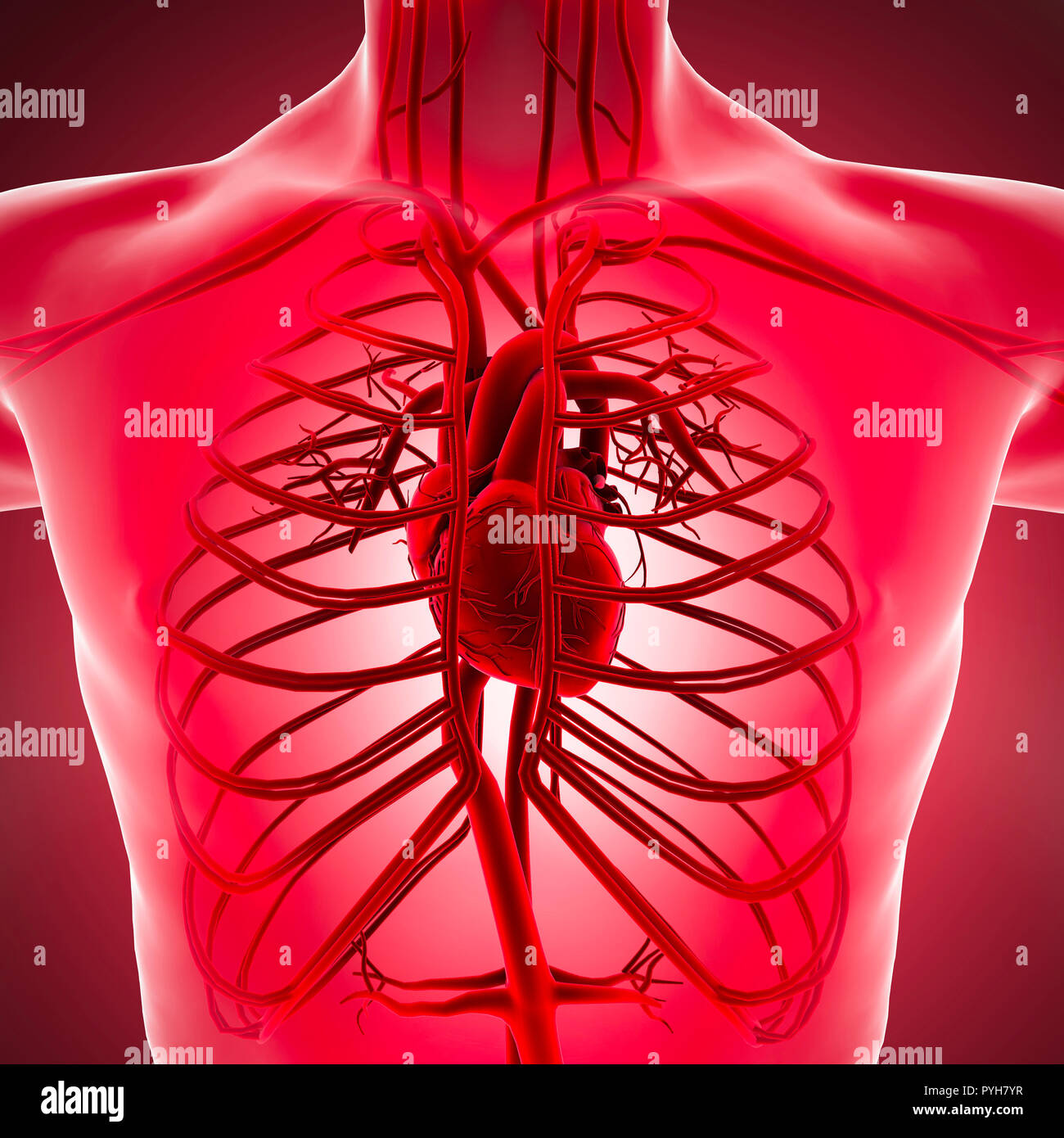 Il corpo umano vista a raggi x del sistema circolatorio con cuore le arterie e le vene. Anatomia e la circolazione del sangue, rendering 3D Foto Stock
