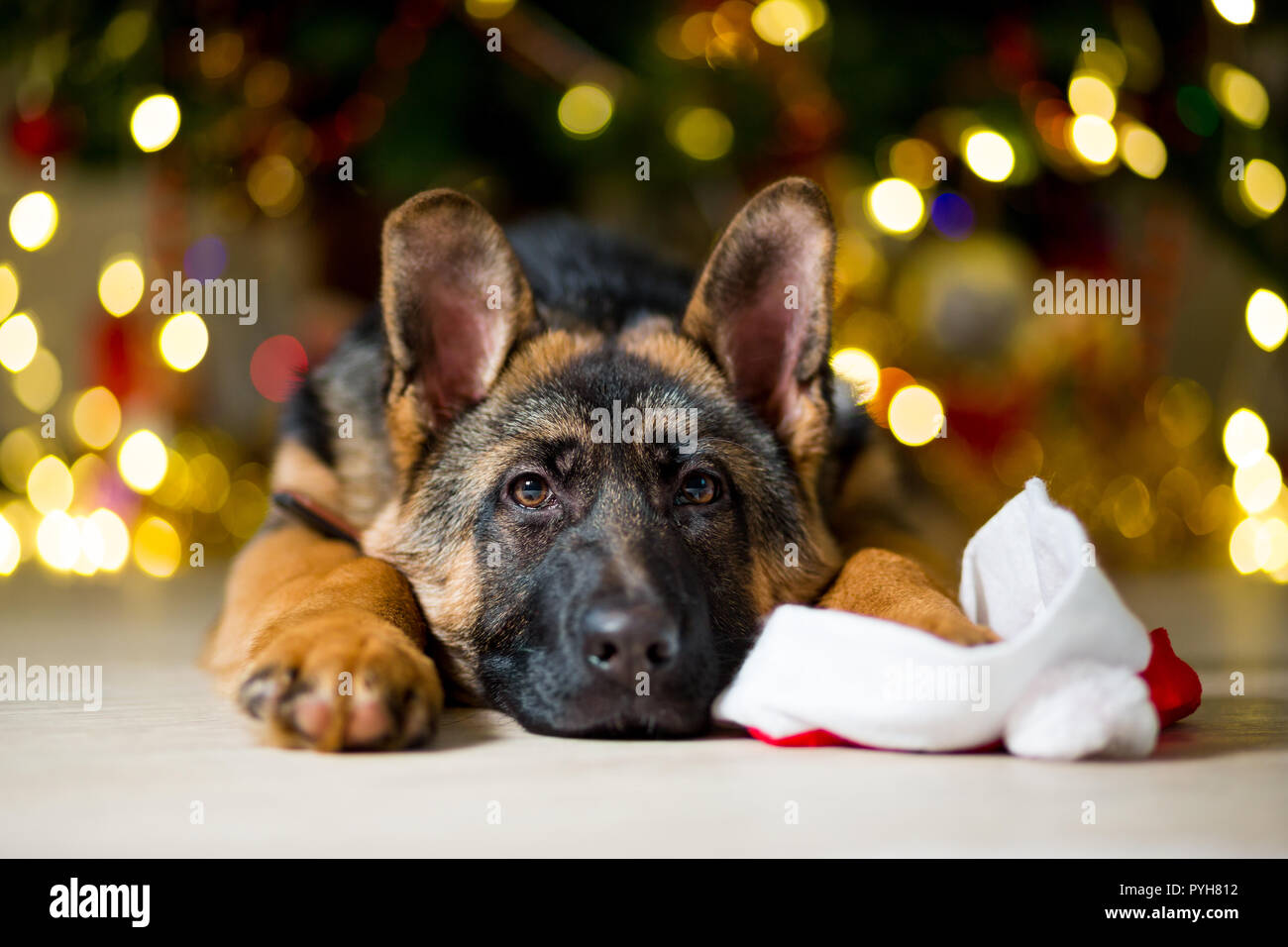 Pastore Tedesco cane all'età di 3 mesi è sdraiato sul pavimento vicino a un  albero di Natale mettendo la sua zampa sul cofano Foto stock - Alamy