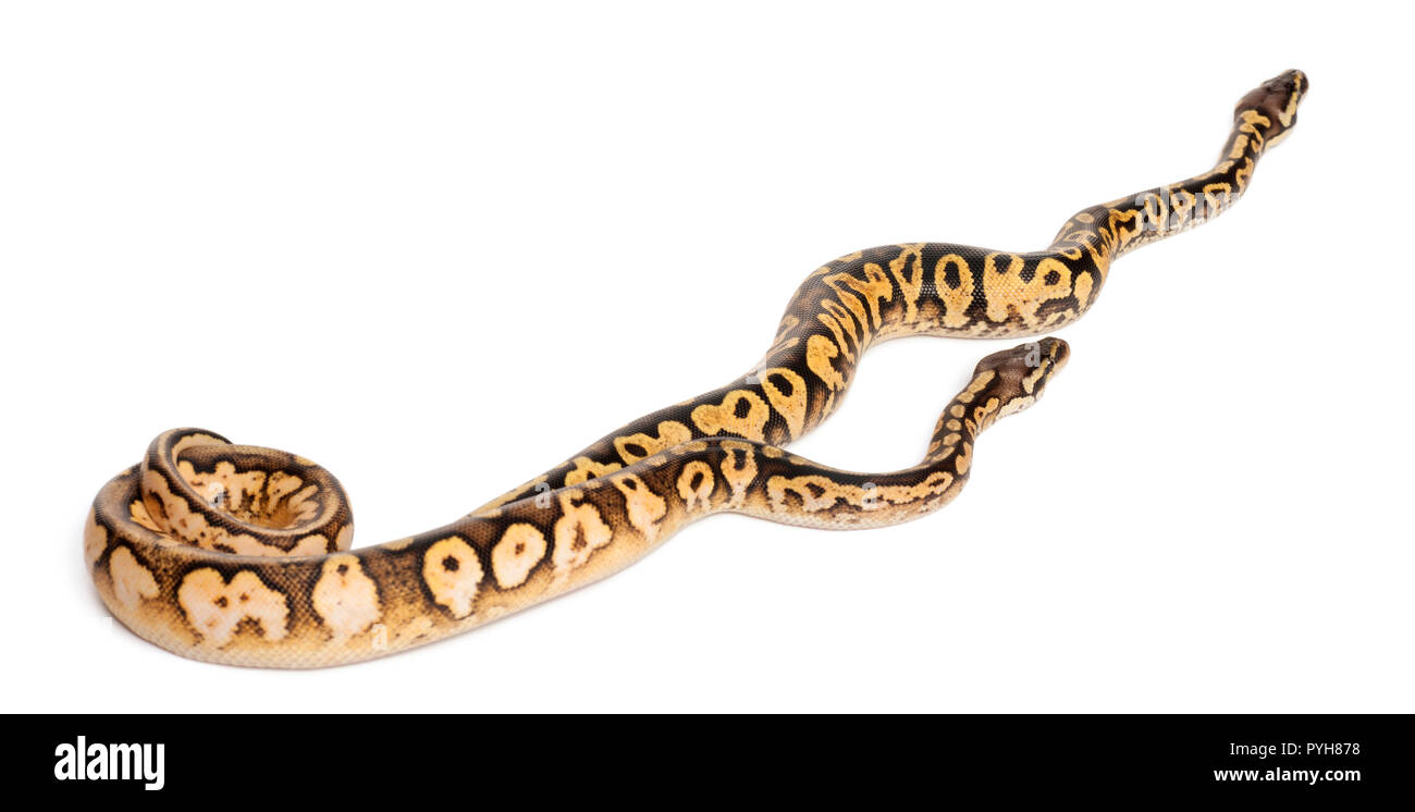 Maschio e femmina calico pastello pitoni, Royal python o sfera Python Python regius, di fronte a uno sfondo bianco Foto Stock