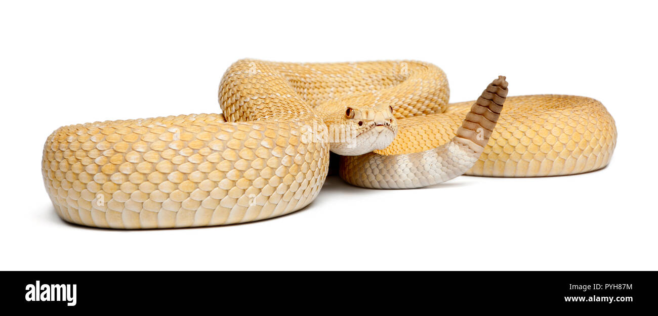 Gli albini western diamondback rattlesnake - Crotalus atrox, velenosi, sfondo bianco Foto Stock