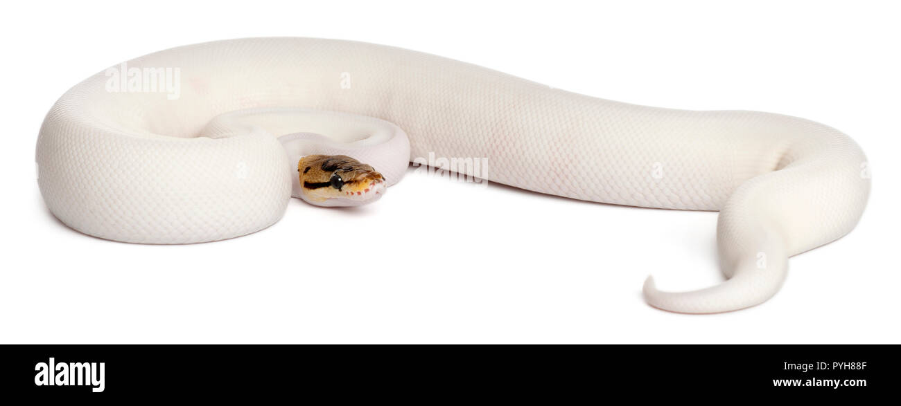 Pied femmina Spider Royal python, palla Python Python regius, 18 mesi di età, di fronte a uno sfondo bianco Foto Stock
