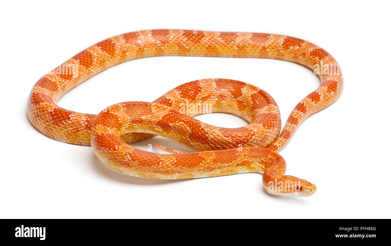 Okeetee albini Corn Snake, rosso serpente di ratto, Pantherophis guttatus, di fronte a uno sfondo bianco Foto Stock
