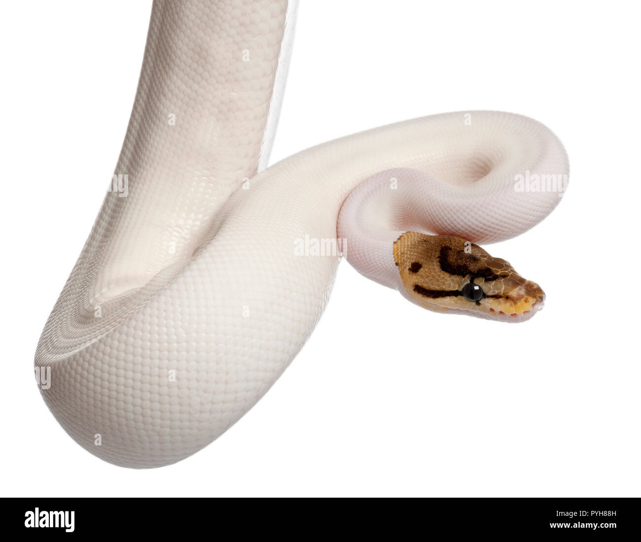 Pied femmina Spider Royal python, palla Python Python regius, 18 mesi di età, di fronte a uno sfondo bianco Foto Stock