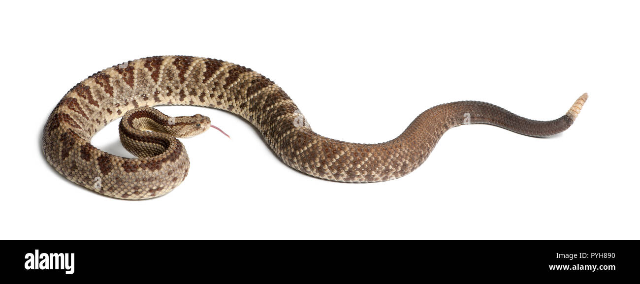 Sud Americana rattlesnake - Crotalus durissus, velenosi, sfondo bianco Foto Stock