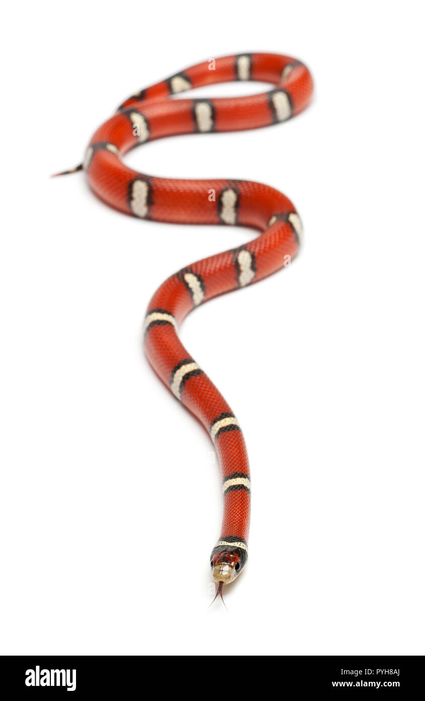 Latte serpente o milksnake, Lampropeltis triangulum nelsoni, di fronte a uno sfondo bianco Foto Stock