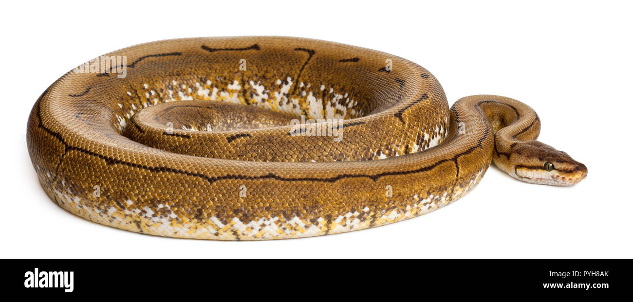 Spinner Python, Royal python, palla Python Python regius, 2 anni, di fronte a uno sfondo bianco Foto Stock