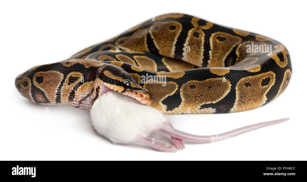 Royal Python Python mangiando un mouse, sfera Python Python regius, di fronte a uno sfondo bianco Foto Stock