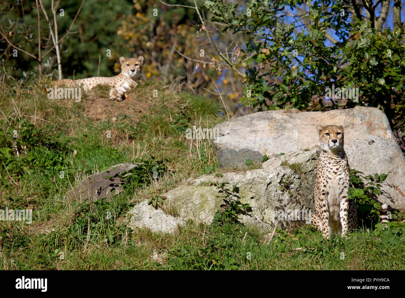 Ghepardi a Dartmoor zoo. Devon England Foto Stock