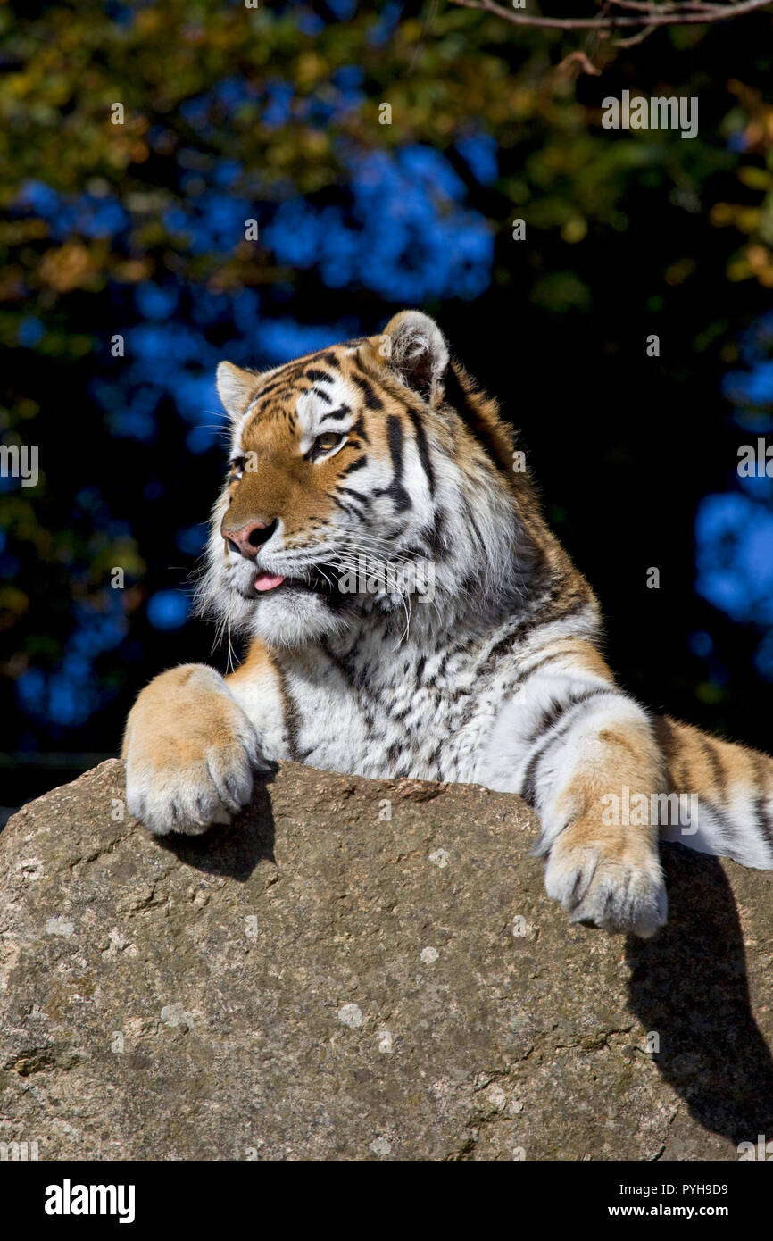 Siberian tigre di Amur Foto Stock