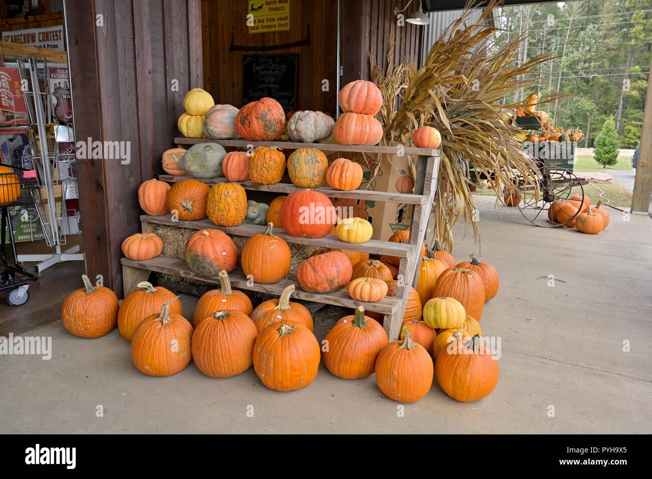 Zucche e zucche sul display per la vendita in una farm locale mercato, Sweet Creek, per Halloween e per la festa del Ringraziamento o di decorazione decorazione. Foto Stock