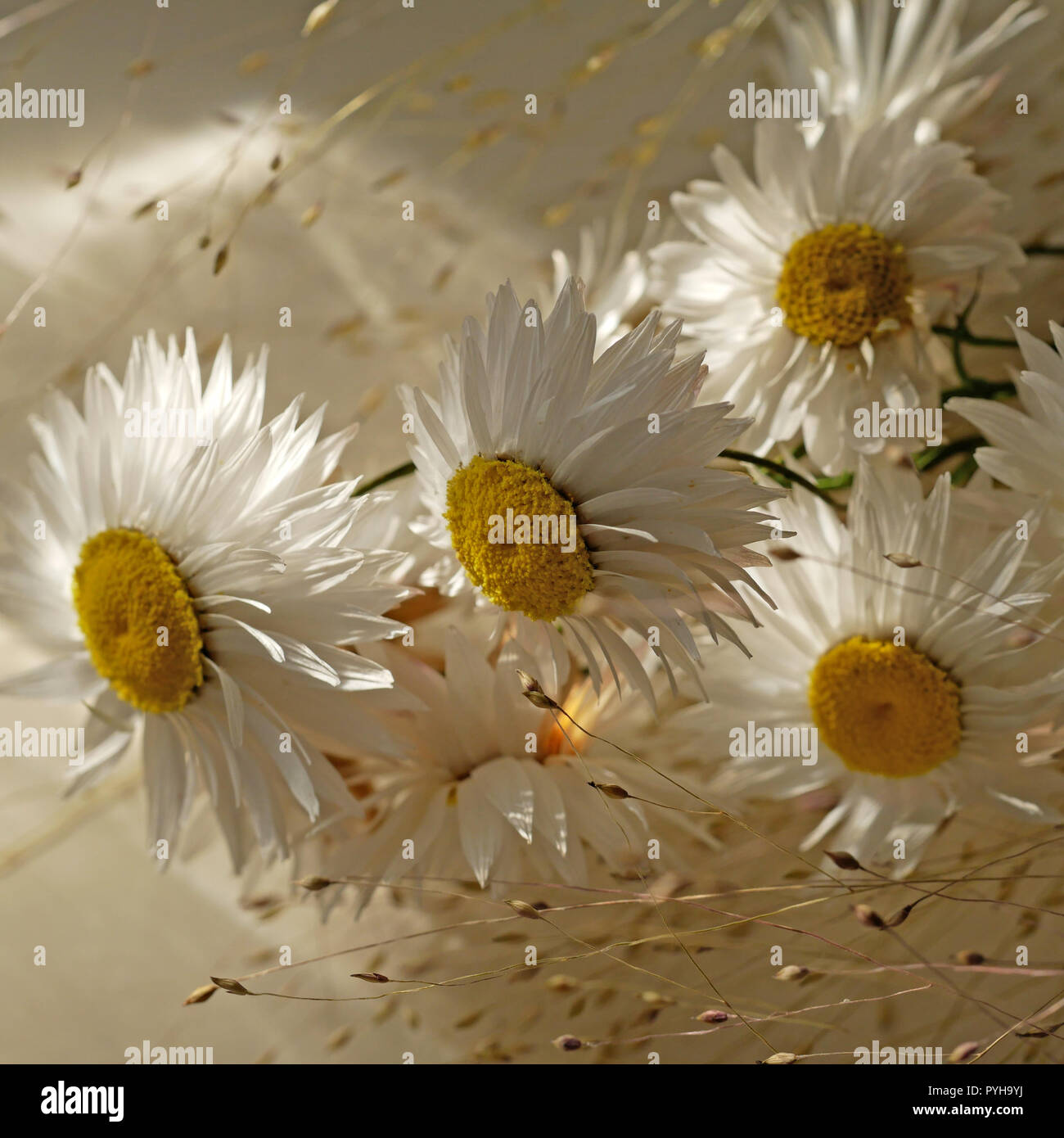 Fiori di colore bianco e di erba in presenza di luce solare Foto Stock