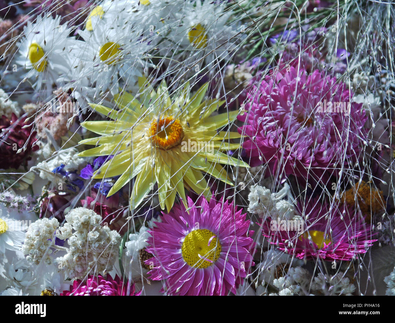 Fiori giacenti su uno sfondo bianco Foto Stock