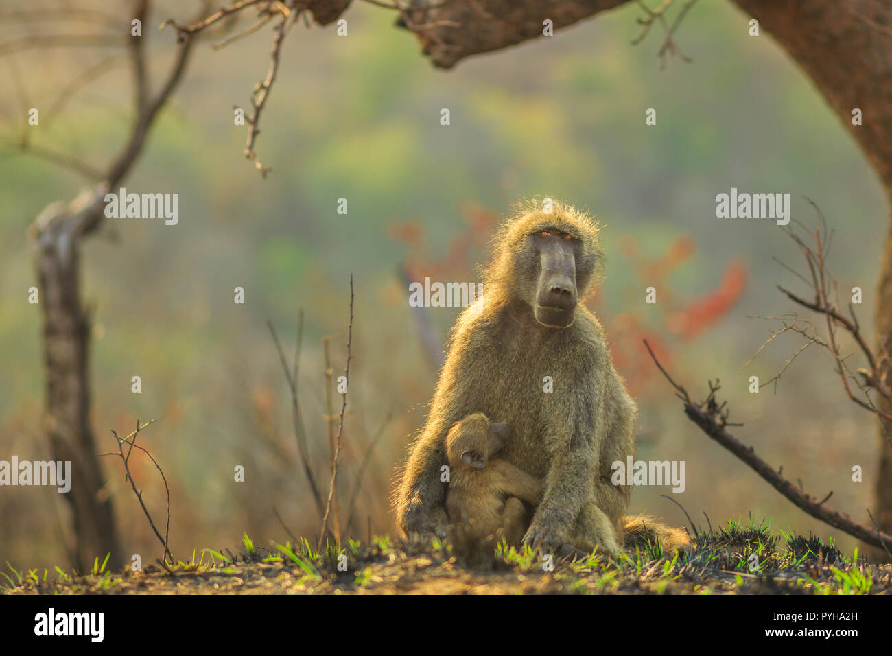 Chacma Baboon mamma con bambino, specie Papio ursinus, seduto su un albero nella foresta di natura. Cape baby babbuino abbracci mom. Game Drive safari in Hluhluwe-iMfolozi Riserva, Sud Africa. Copia dello spazio. Foto Stock