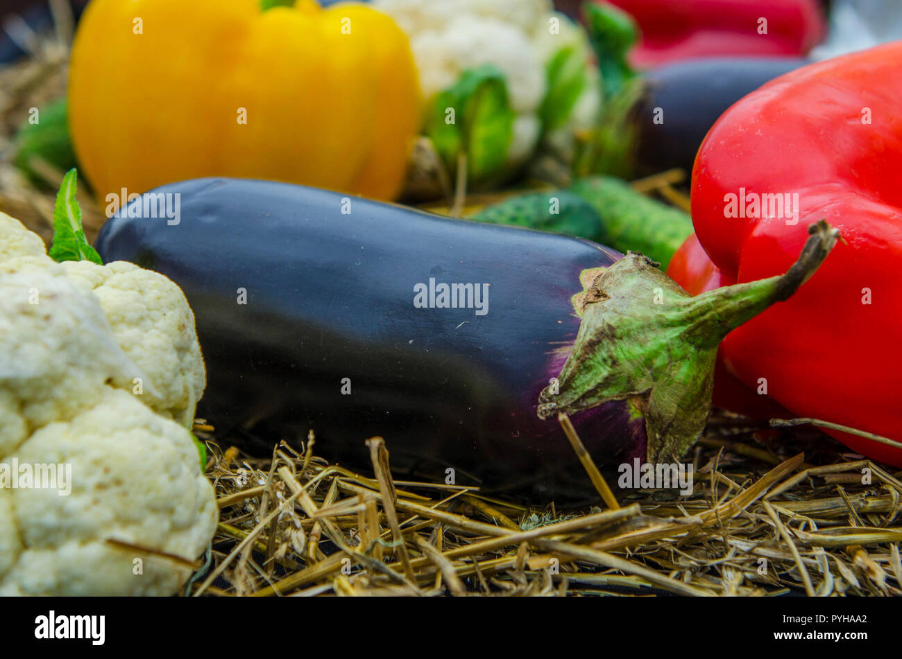Verdure colorate e fieno. La mietitura. Diversi ortaggi: pepe, pomodoro, cetriolo, melanzana, cavolfiore, cavolo Foto Stock