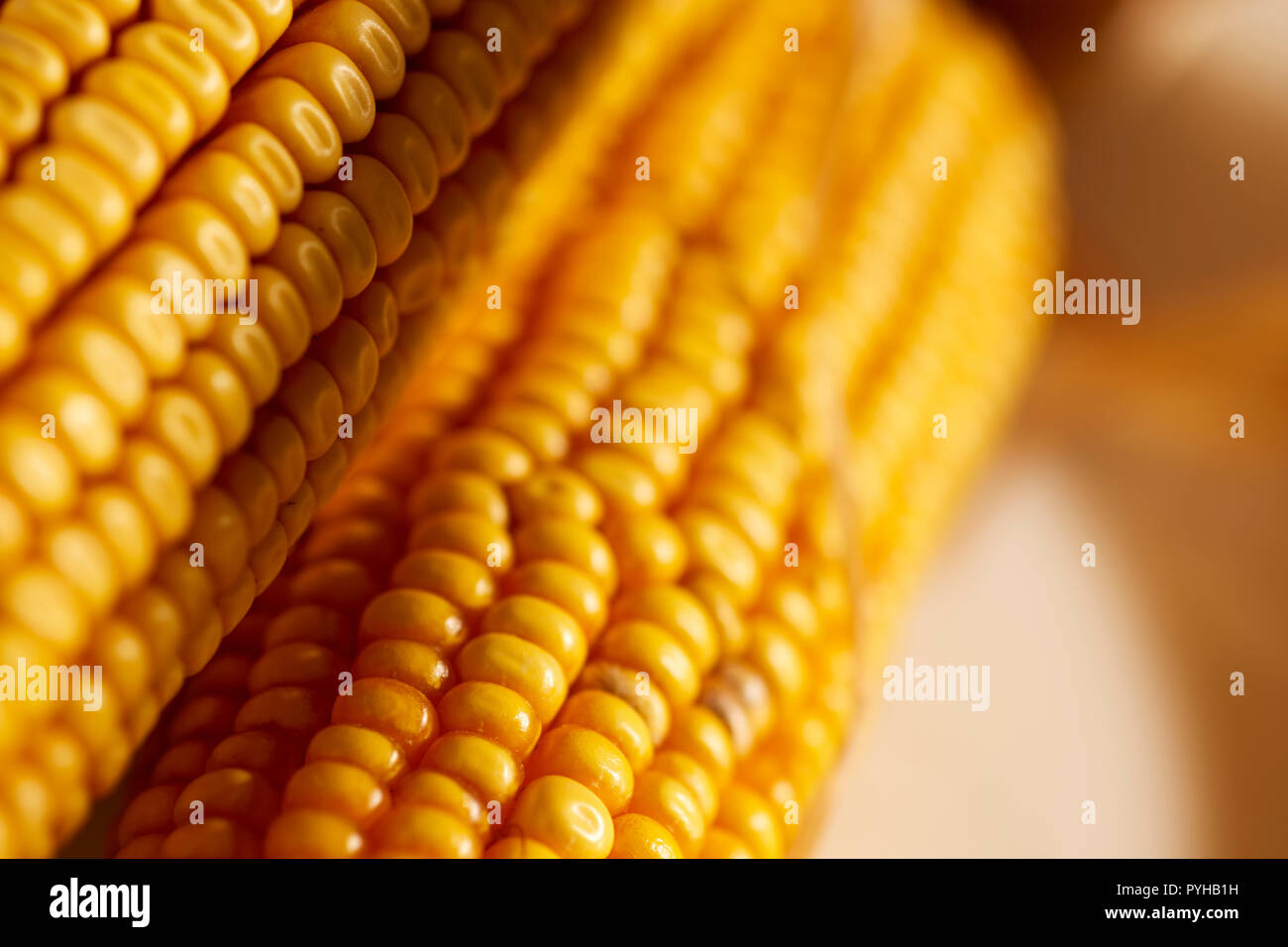 Le orecchie di essiccato dent mais, talvolta chiamato feed di mais. Foto Stock