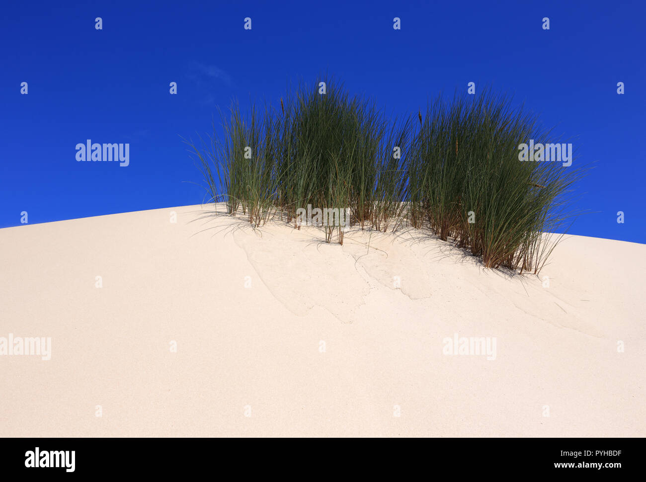 Immacolate dune di sabbia in una zona di conservazione a livello europeo con l'Erba Marram (Ammophila arenaria) Peniche, Portogallo. Foto Stock