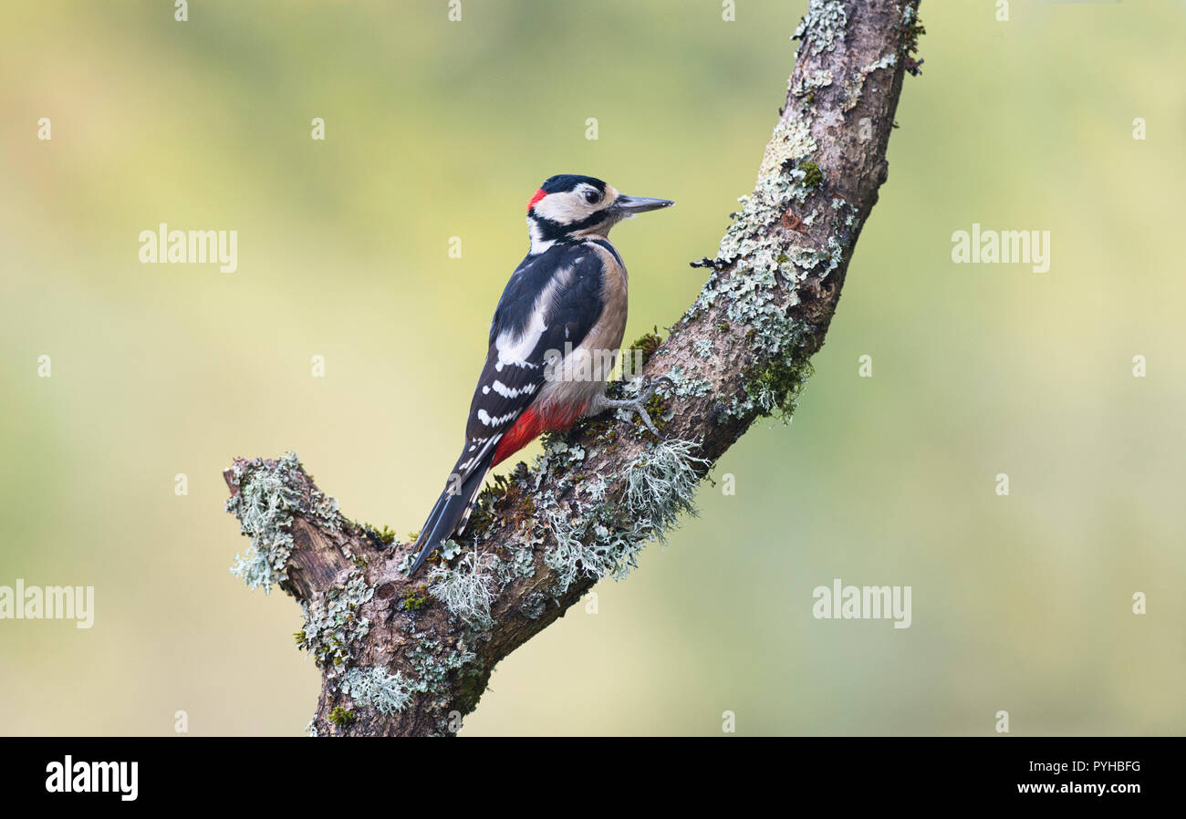 Picchio rosso maggiore (Dendrocopus major), maschio adulto sul tronco di albero Foto Stock