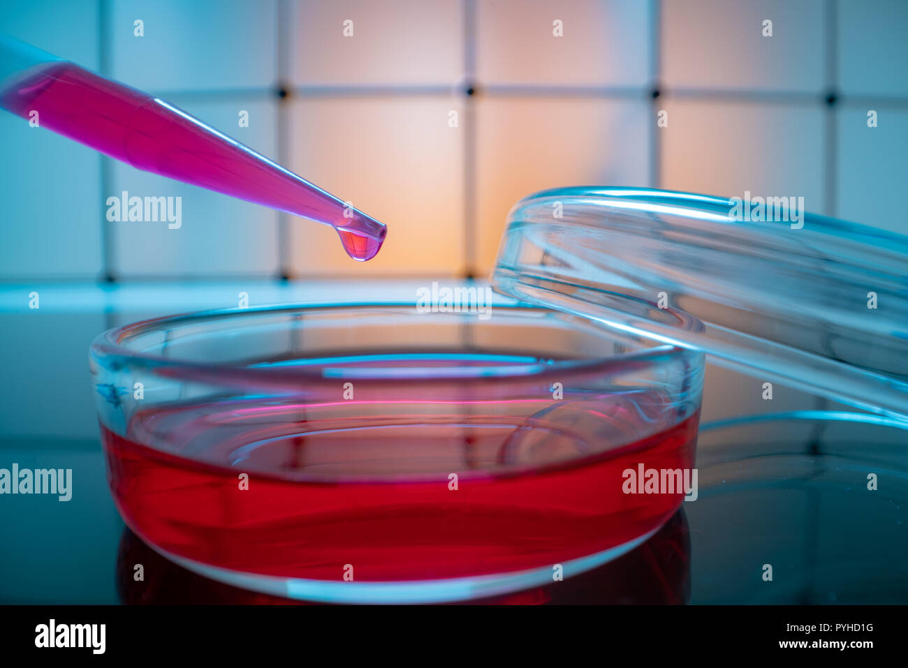 Piastra di Petri e una pipetta su uno sfondo blu in modo scientifico laboratorio di genetica Foto Stock