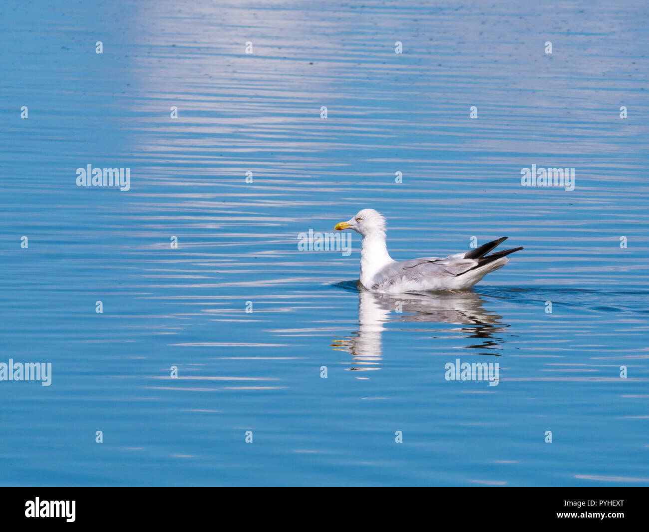 Aringa europea gabbiano, Larus argentatus, nuoto in acqua, Paesi Bassi Foto Stock