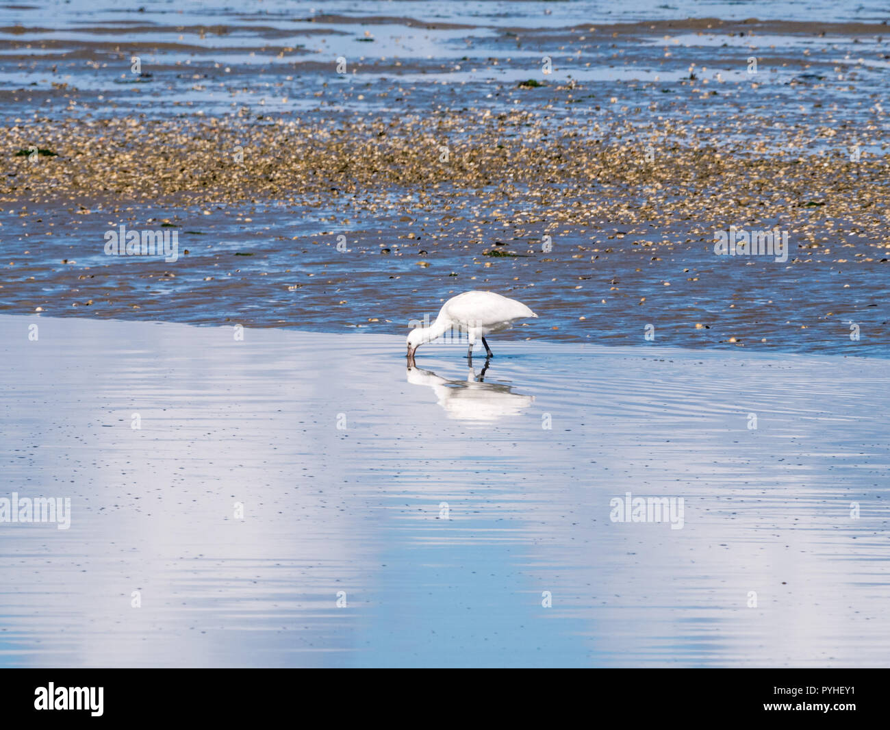 Eurasian spatola Platalea leucorodia, rovistando da guadare in acque poco profonde su il Wadden Sea coast in Paesi Bassi Foto Stock