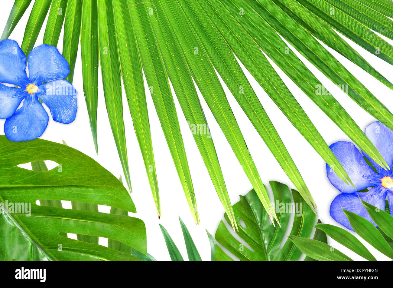 Tropical foglie di palmo una texture verde sullo sfondo Foto Stock