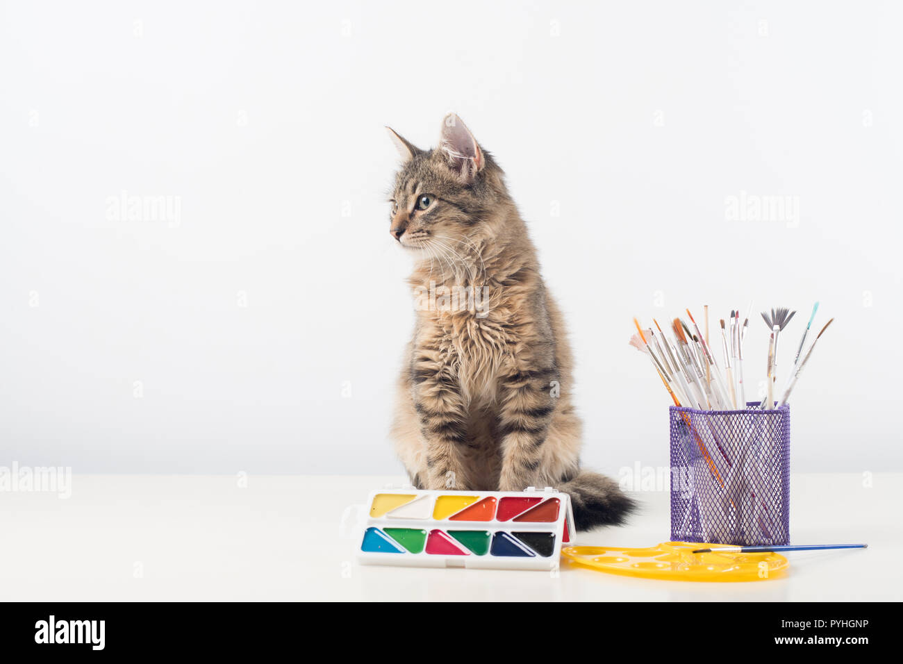 Poco quattro mesi di razza mista gattino con vernici Foto Stock