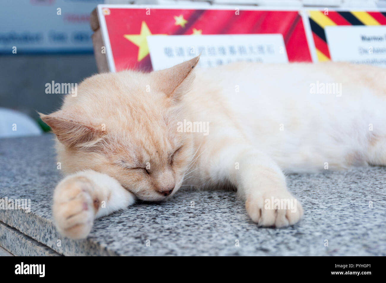 Un rilassato sleeping cat al Big Buddha Phuket, Tailandia Foto Stock