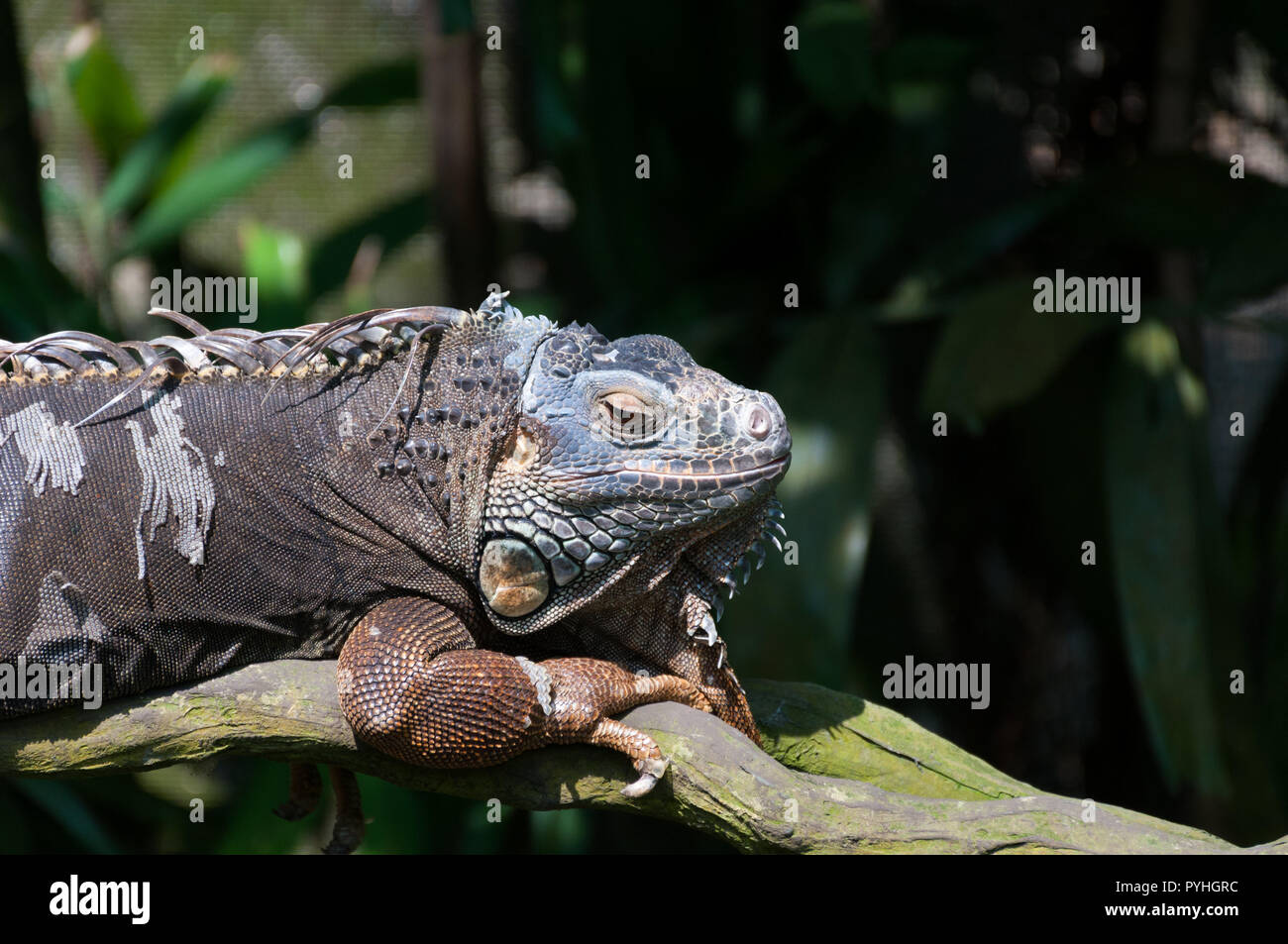 Lizard rilassarsi al sole nel giardino zoologico di Singapore Foto Stock