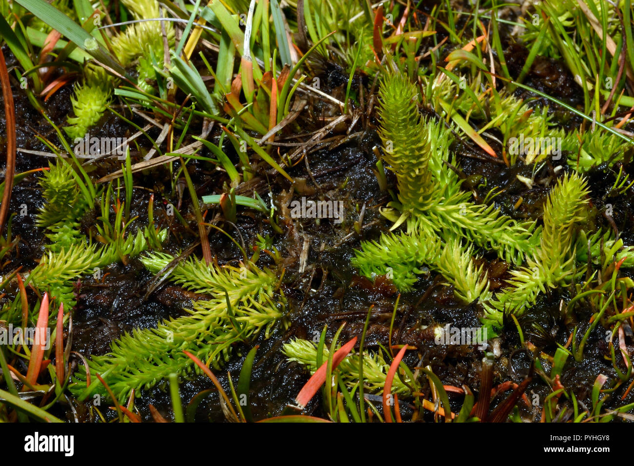 Lycopodiella inundata (marsh club moss) è un club con moss circumpolare circumboreal e distribuzione. Cresce in habitat umido compreso tundra bagnata. Foto Stock