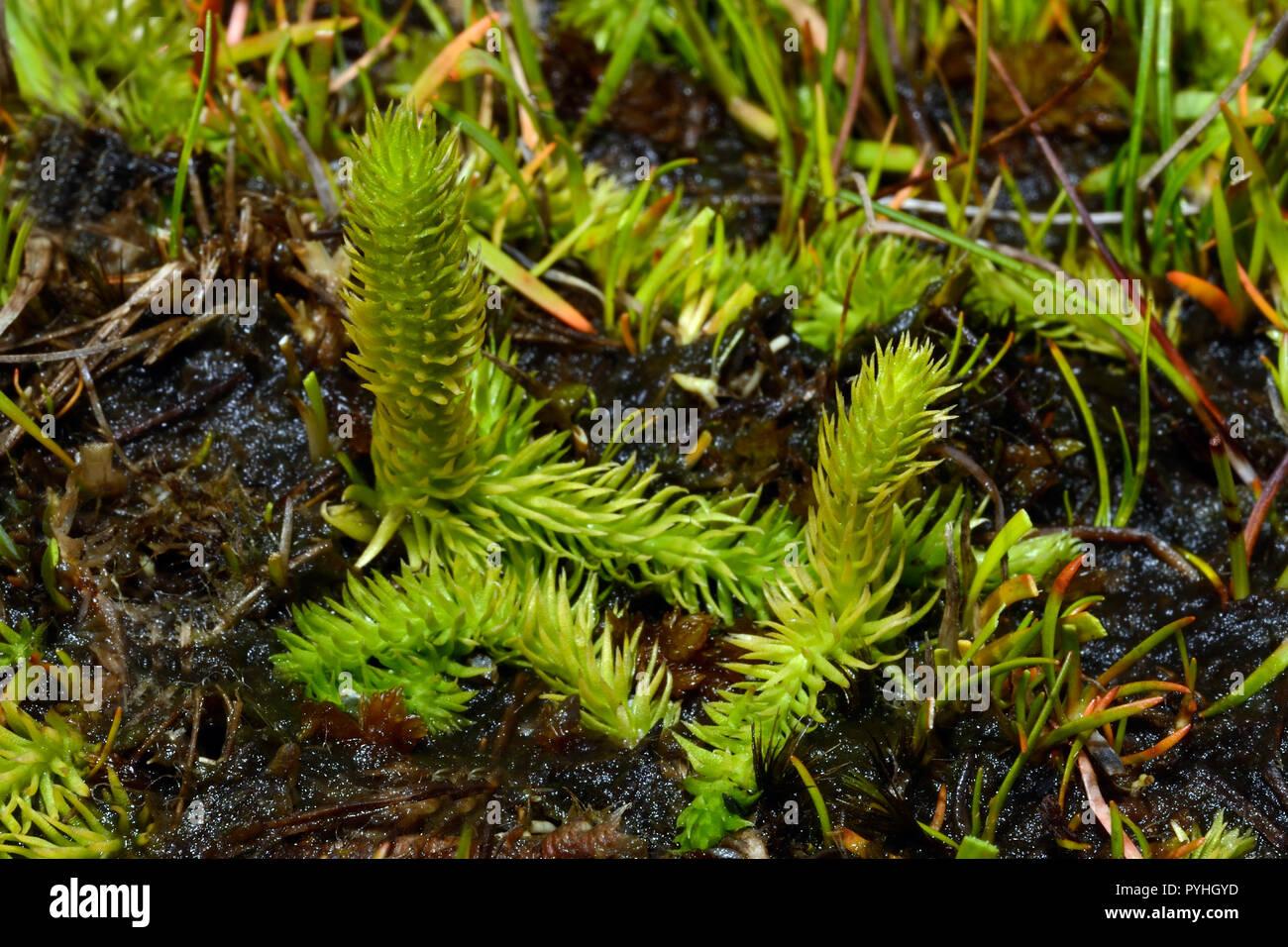 Lycopodiella inundata (marsh club moss) è un club con moss circumpolare circumboreal e distribuzione. Cresce in habitat umido compreso tundra bagnata. Foto Stock
