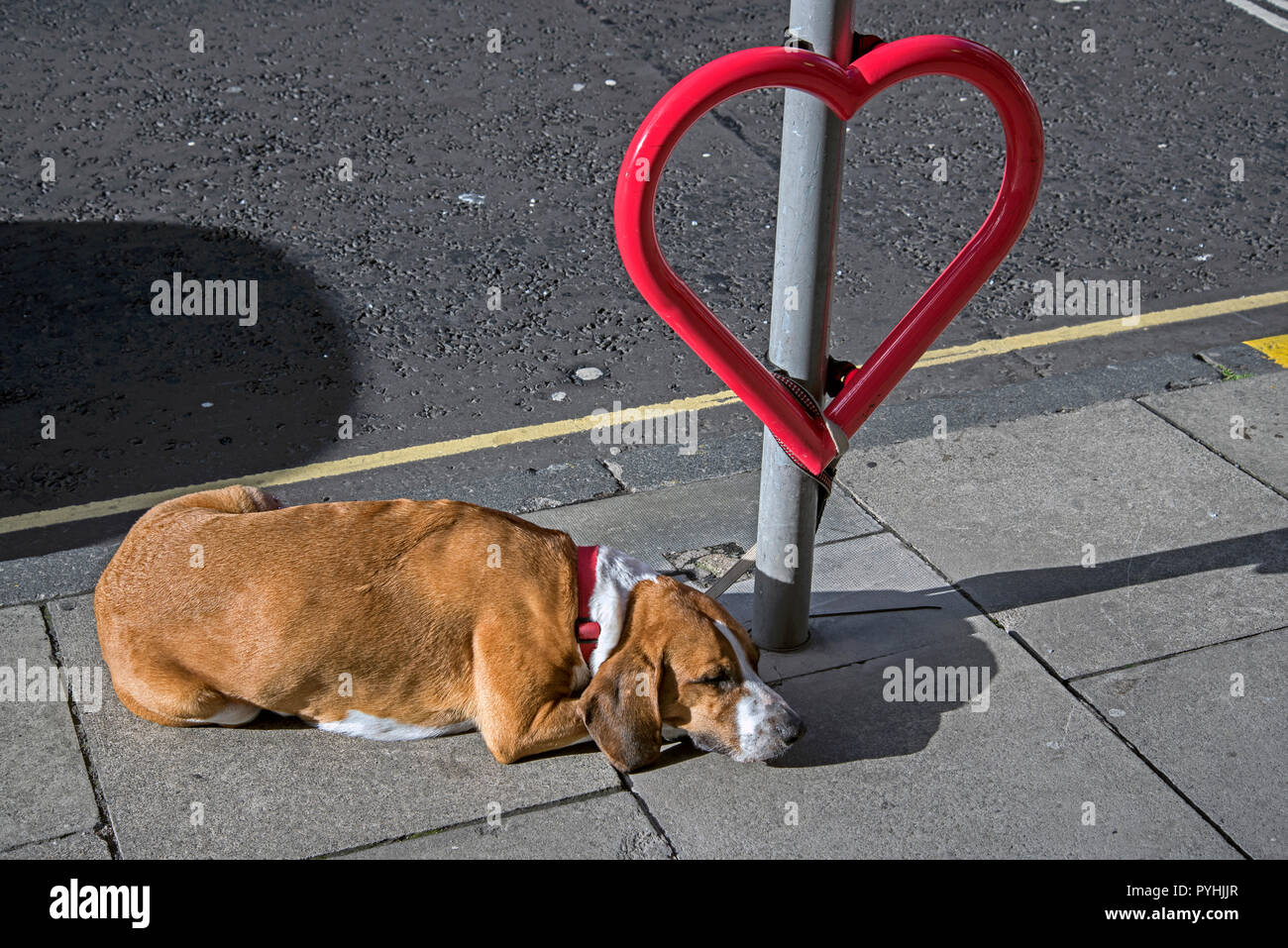 Un cane dorme legata a una a forma di cuore stand di biciclette a Edimburgo. Foto Stock