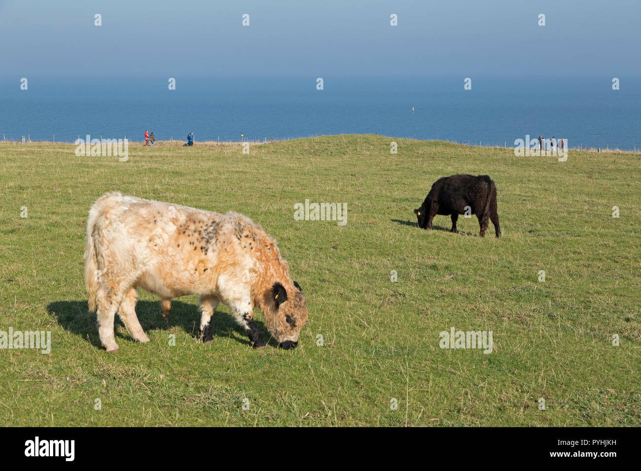 Il pascolo di bestiame su bernese (terra superiore), Isola di Helgoland, Schleswig-Holstein, Germania Foto Stock