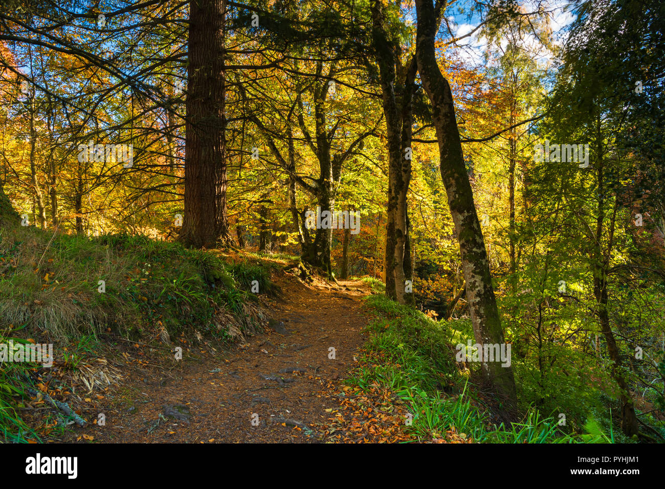 Un sentiero attraverso autunnale di bosco di latifoglie in Moray, Scozia. Il 20 ottobre 2018 Foto Stock