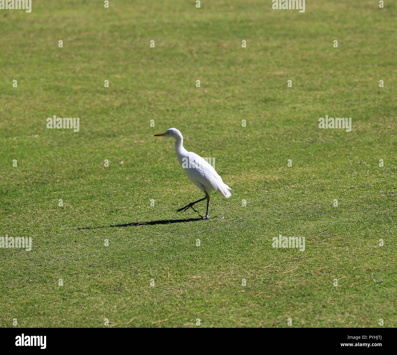 Lone Garzetta camminare sull'erba. Foto Stock