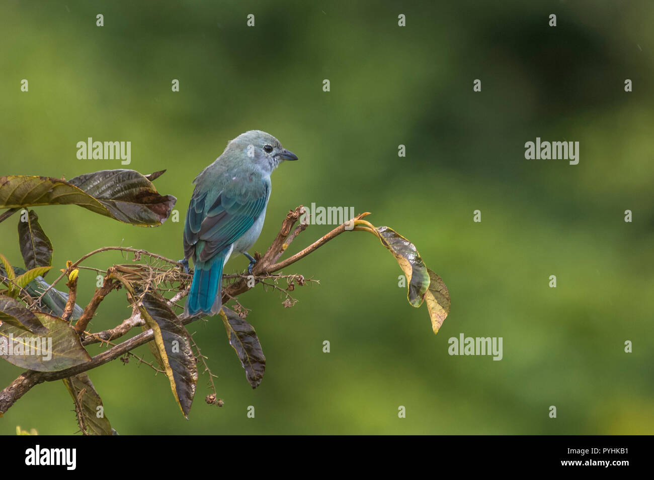 Blu grigio Tanager uccelli tropicali da Panama Foto Stock