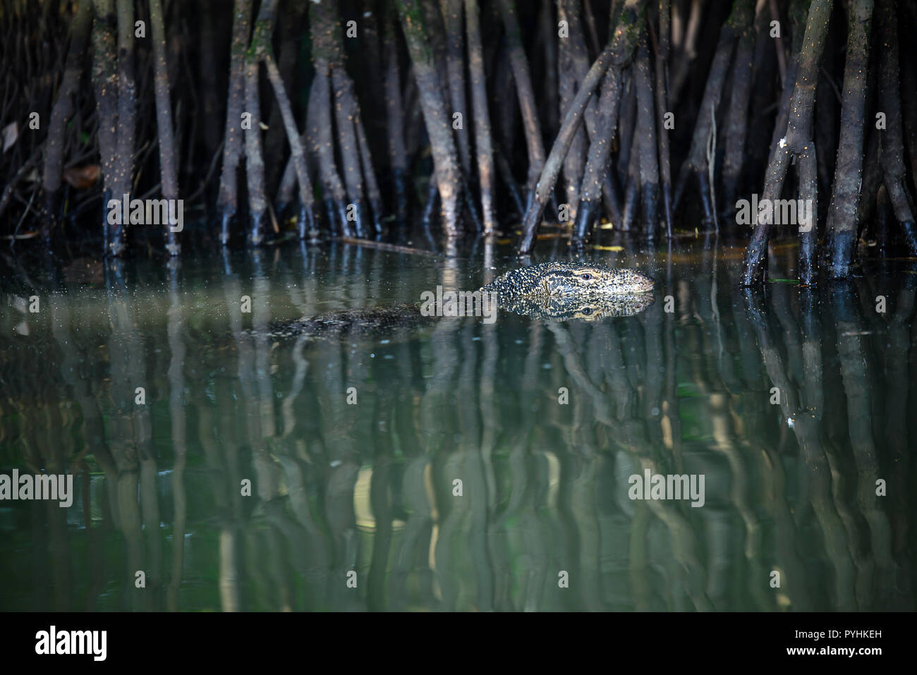 La foresta di mangrovie al Rekawa laguna vicino Tangalle, Sri Lanka Foto Stock