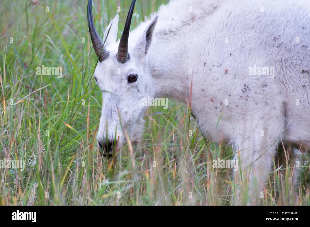Un bianco capre di montagna munching su erba su un pendio erboso. Foto Stock