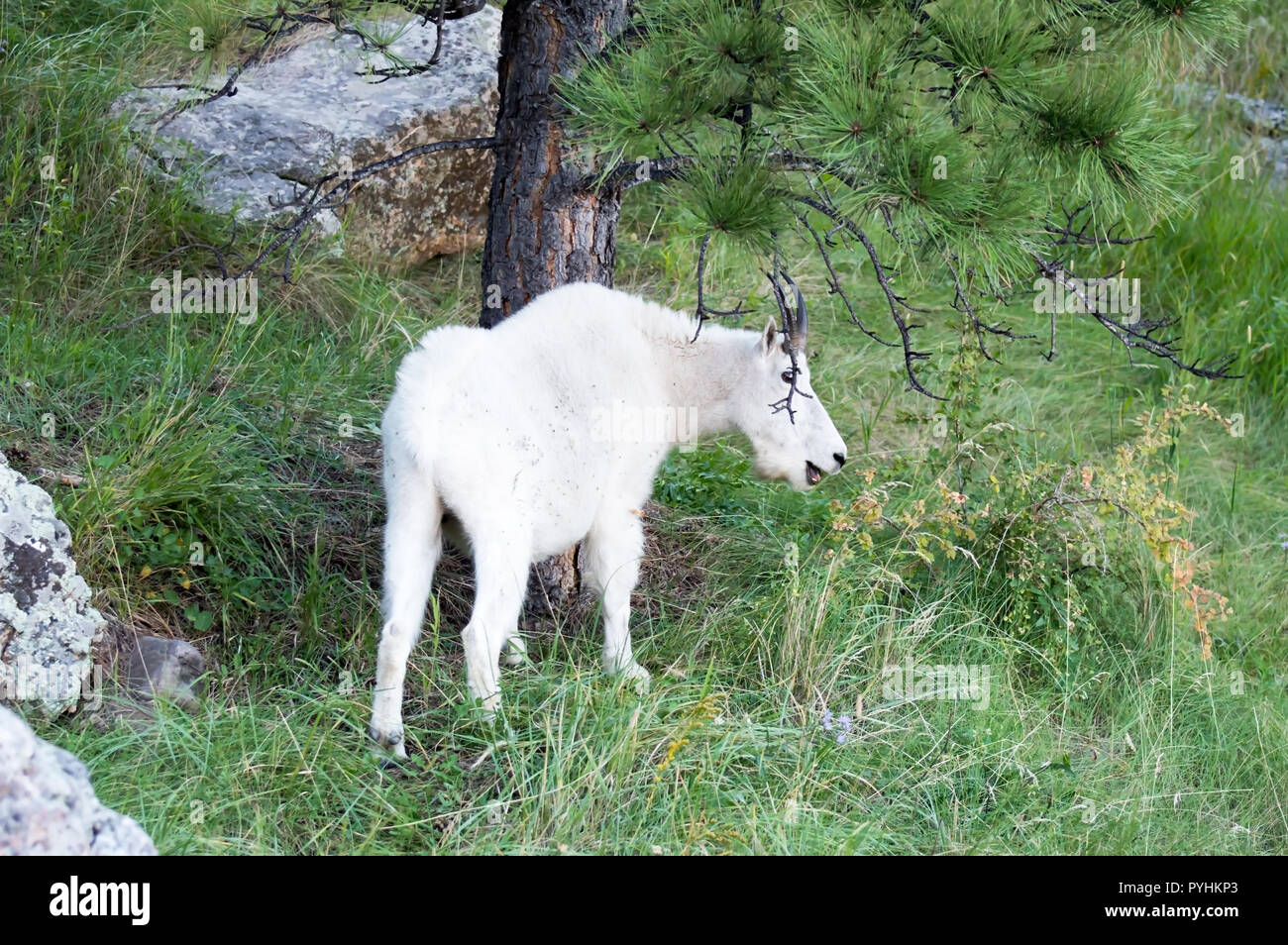 Un bianco capre di montagna munching su erba su un pendio erboso. Foto Stock