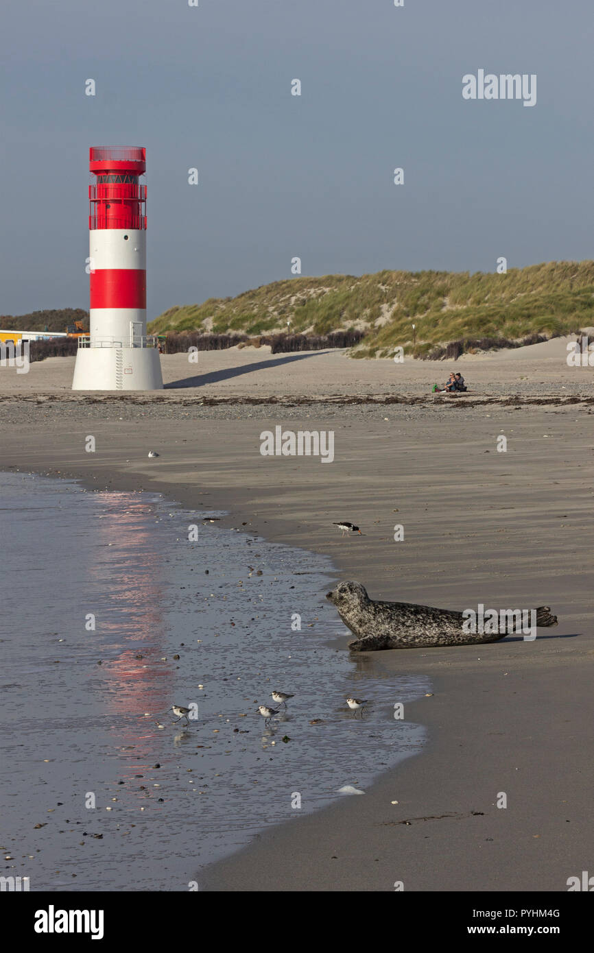 La guarnizione nella parte anteriore del faro, Duene (dune), Isola di Helgoland, Schleswig-Holstein, Germania Foto Stock