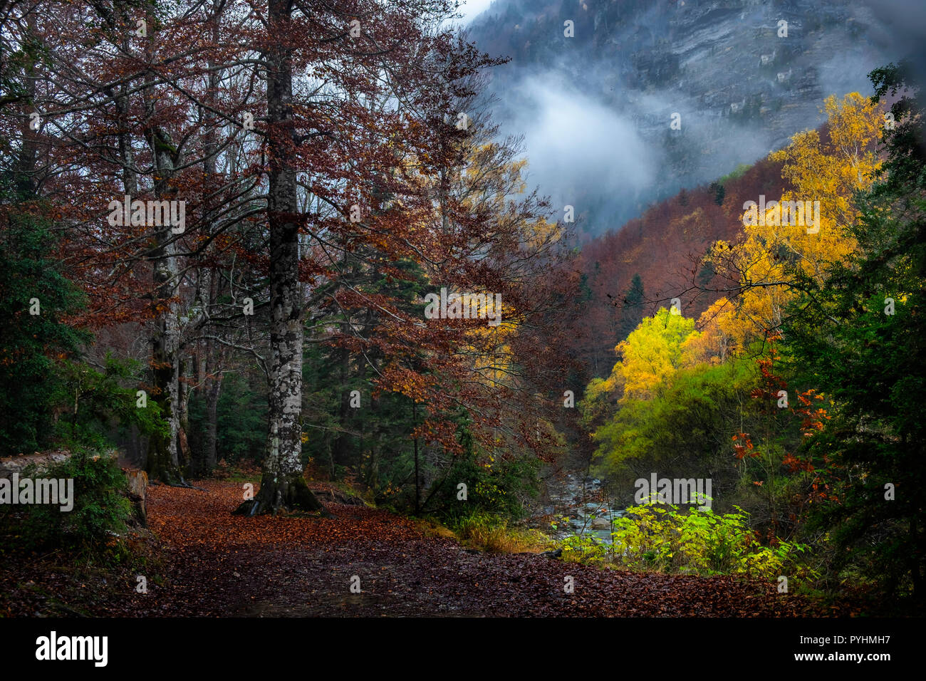 Belli i colori della foresta falll. Pirenei, Spagna Foto Stock