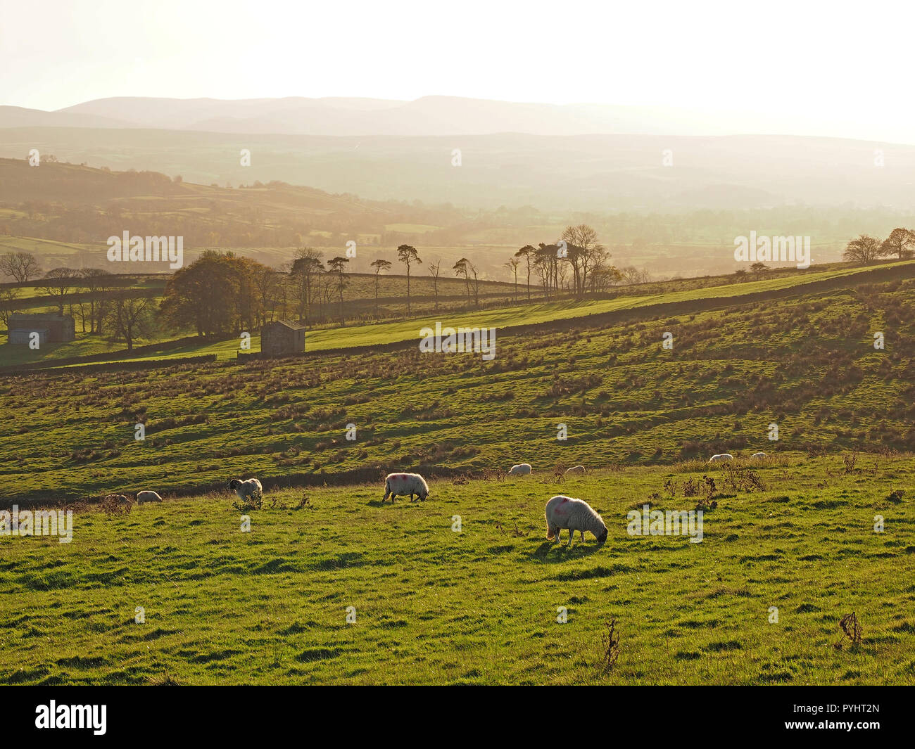 La dispersione di pecora retroilluminato in golden luce della sera con fienile e alberi in campi di rotolamento al di là nel North Pennines Cumbria, England, Regno Unito Foto Stock