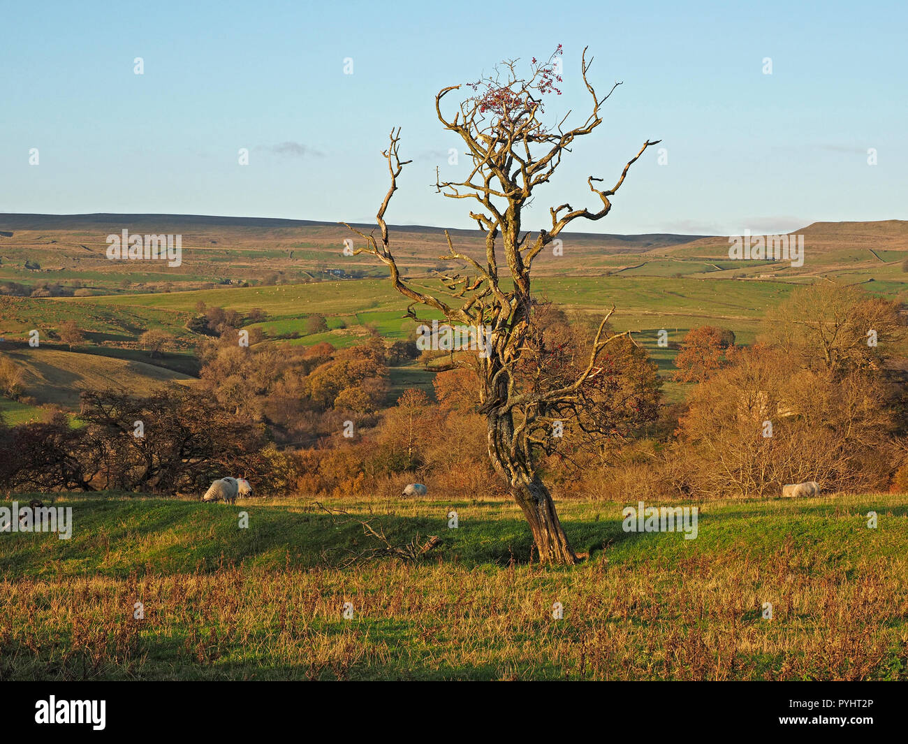 Nodose antico albero di biancospino in golden luce della sera con pecore disperse nel North Pennines Cumbria, England, Regno Unito Foto Stock